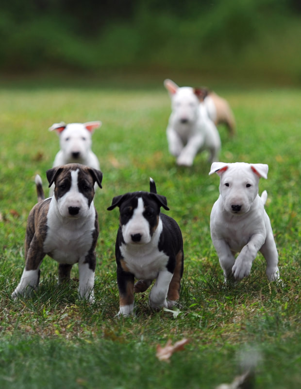 Central New Jersey Bull Terrier Club Home